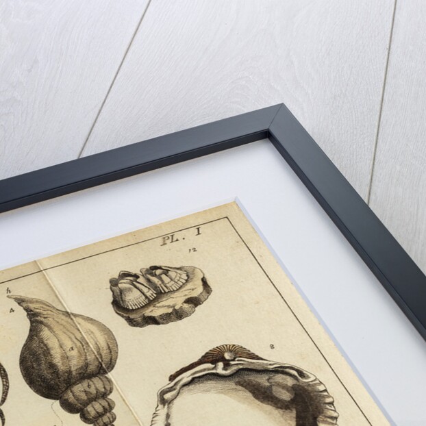 Shell specimens by Peter Brown
