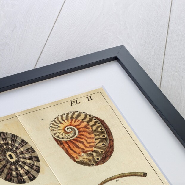 Shell specimens by Peter Brown