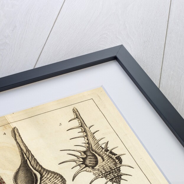 Shell specimens by Peter Brown