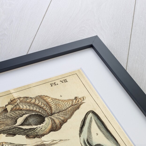 Shell specimens by Peter Brown