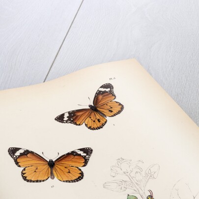 Plain tiger butterfly by Frederic C Moore