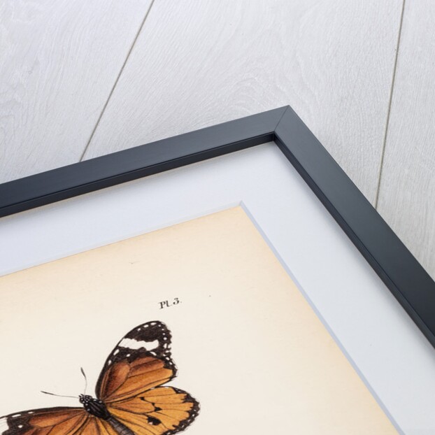 Plain tiger butterfly by Frederic C Moore