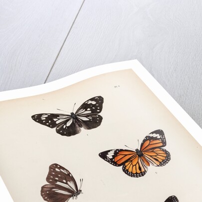 Tiger buttergly by Frederic C Moore