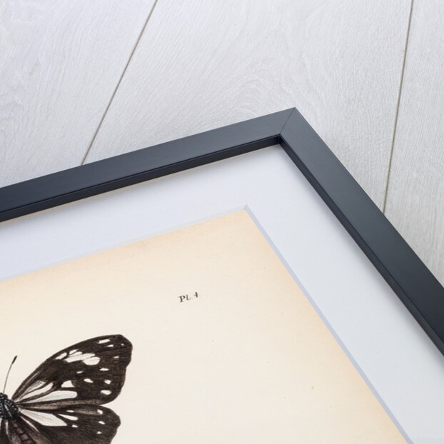 Tiger butterfly by Frederic C Moore