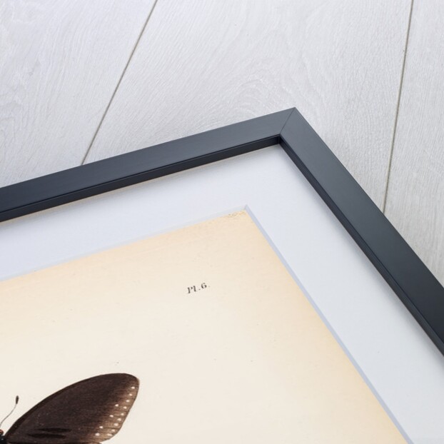 Double-branded crow butterfly by Frederic C Moore