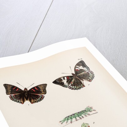 Baron butterflies by Frederic C Moore