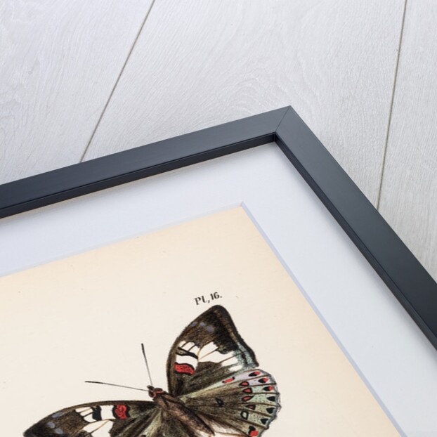 Baron butterflies by Frederic C Moore