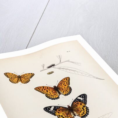 Butterflies and caterpillars by Frederic C Moore