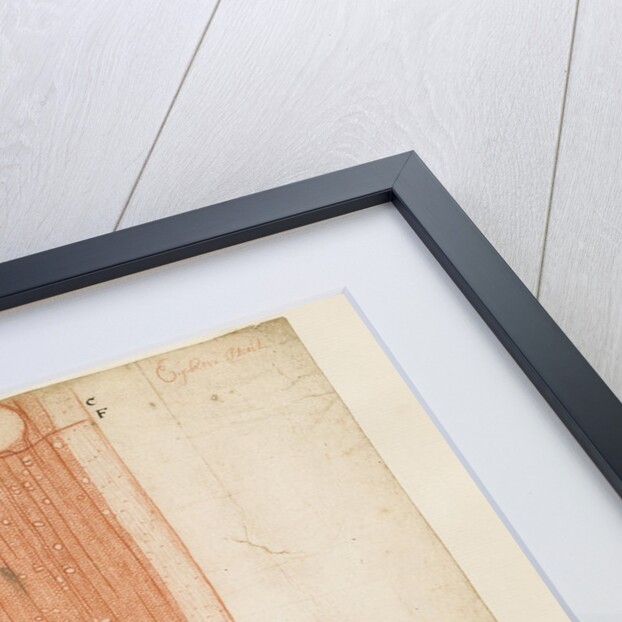 Oak wood sections by Antoni van Leeuwenhoek