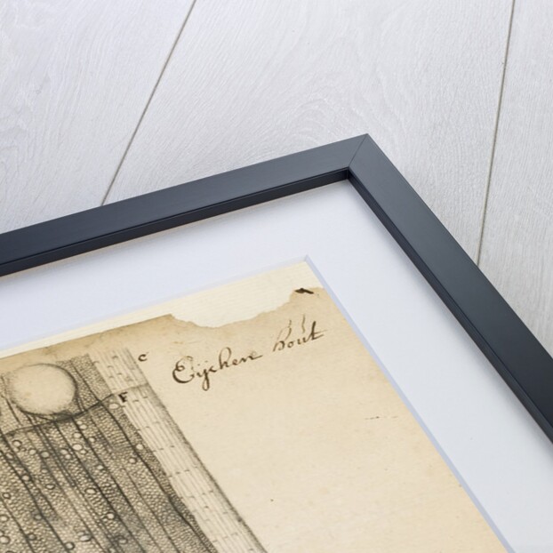 Oak wood section by Antoni van Leeuwenhoek