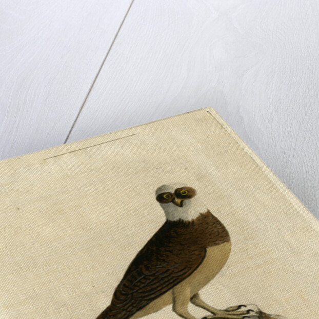 Spectacle owl' by John Latham