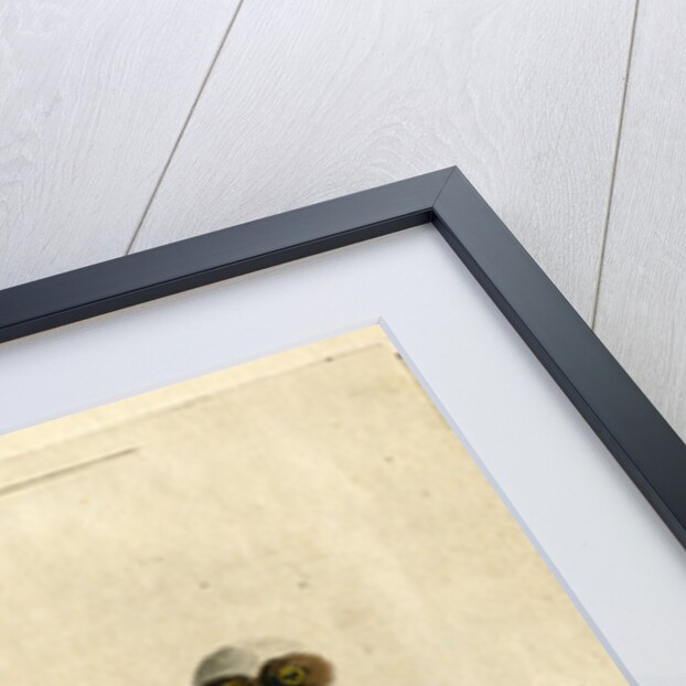 Spectacle owl' by John Latham