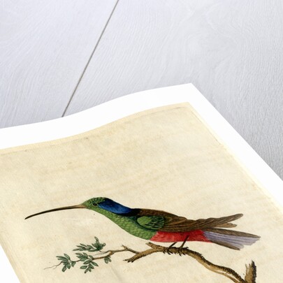 ‘Harlequin humming-bird’ by John Latham