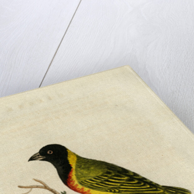 ‘Capital tanager’ by John Latham