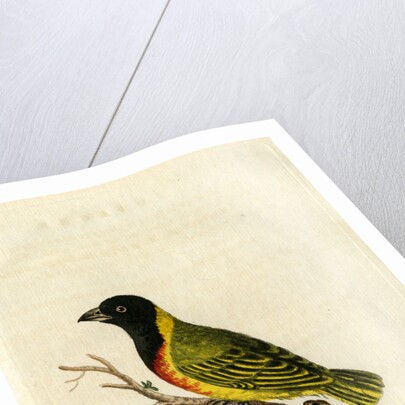 ‘Capital tanager’ by John Latham