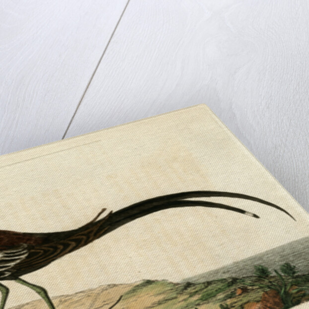 ‘Chinese jacana’ by John Latham