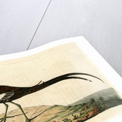 ‘Chinese jacana’ by John Latham