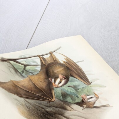 Salvin's big-eyed bat by Joseph Smit