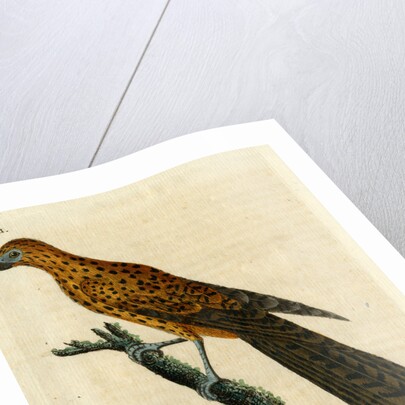 ‘Radiated falcon’ by John Latham