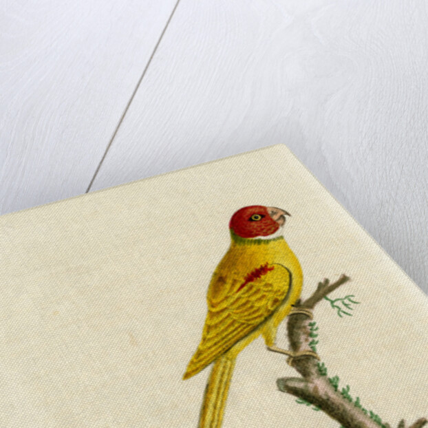 ‘Jongquil parrakeet’ by John Latham