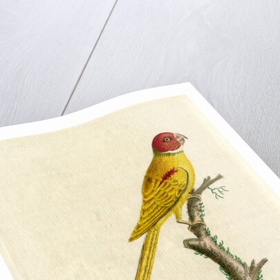 ‘Jongquil parrakeet’ by John Latham