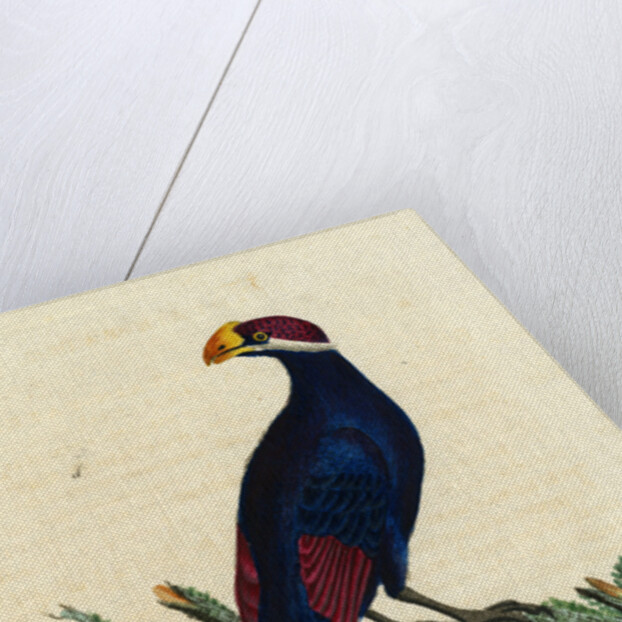 ‘Violet Plantain-eater’ by John Latham