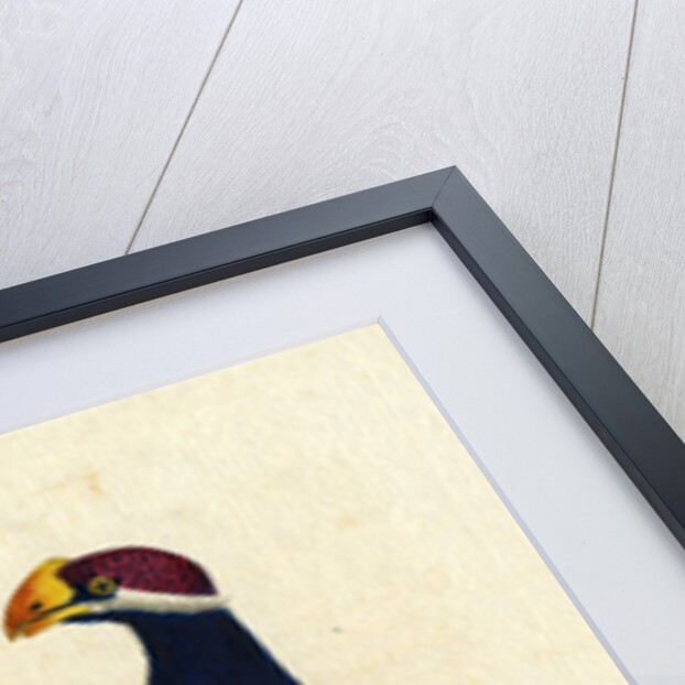 ‘Violet Plantain-eater’ by John Latham