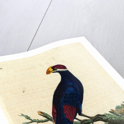 ‘Violet Plantain-eater’ by John Latham