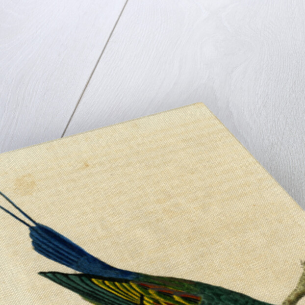 ‘Variegated bee eater’ by John Latham