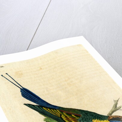 ‘Variegated bee eater’ by John Latham