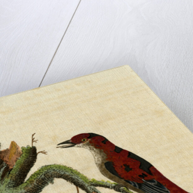 ‘Sanguineous creeper’ by John Latham