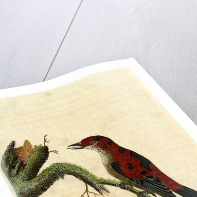 ‘Sanguineous creeper’ by John Latham