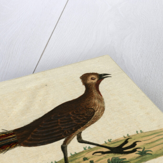 ‘American rhea’ by John Latham