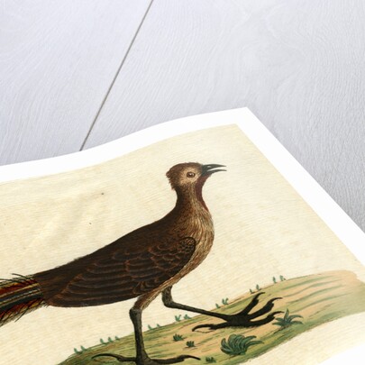 ‘American rhea’ by John Latham