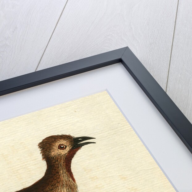 ‘American rhea’ by John Latham