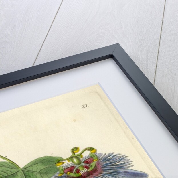 ‘Lieut Sulivan’s Passion-flower’ by S Watts