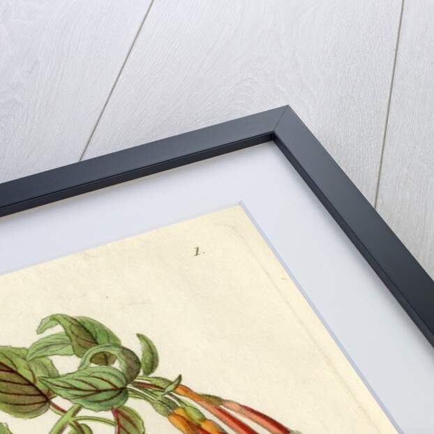 Brilliant fuschia by S Watts