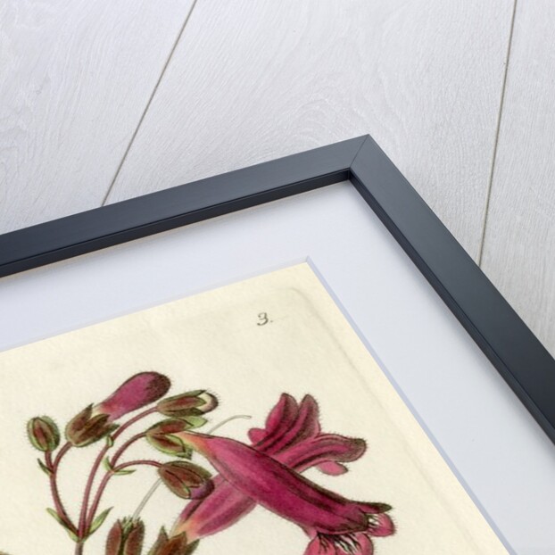 Gentian beardtongue by S Watts