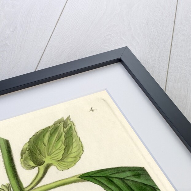 ‘Two-coloured woodwort’ by S Watts