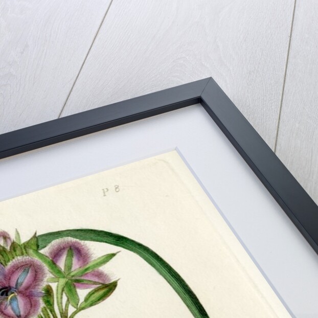 Fringe lily by S Watts