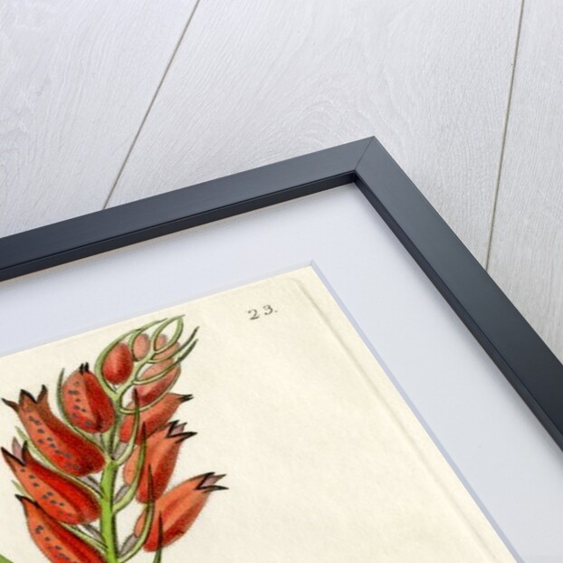 ‘Blood-coloured cryptochilus’ by S Watts