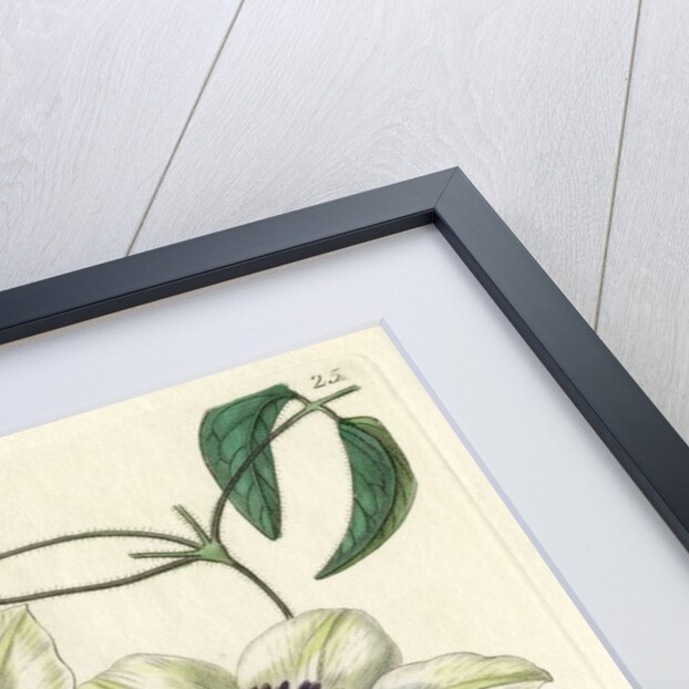 Siebald’s clematis by S Watts