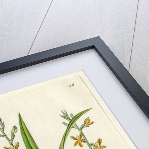 Ochre yellow prosthechea by S Watts