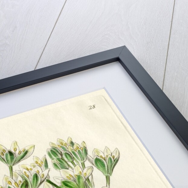 Mediterranean ornithogalum by S Watts
