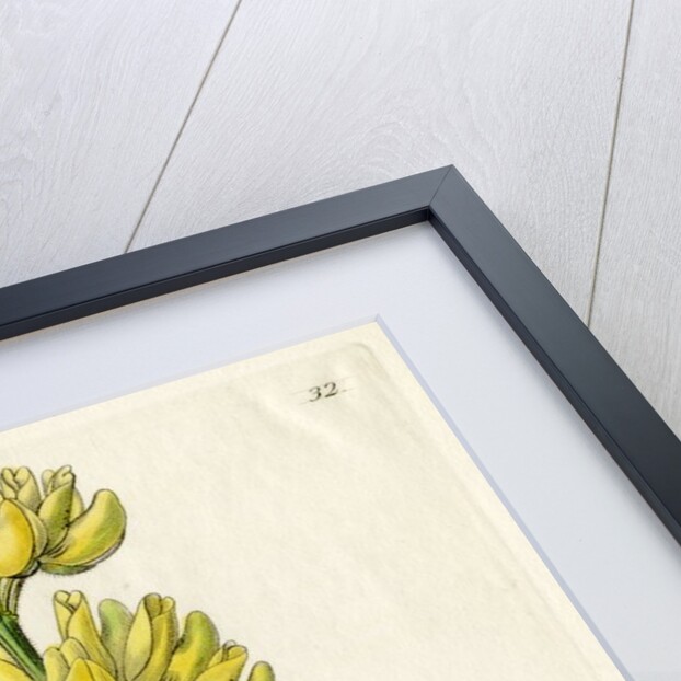Yellow bush lupine by S Watts