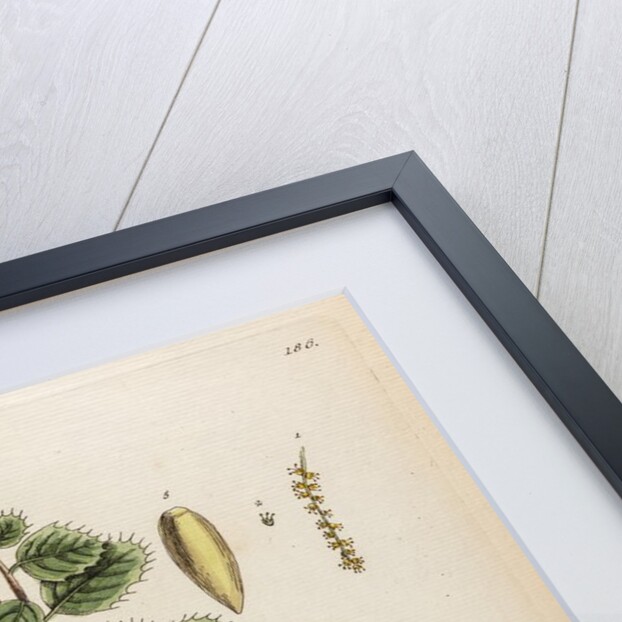 Ilex coccigera by Elizabeth Blackwell