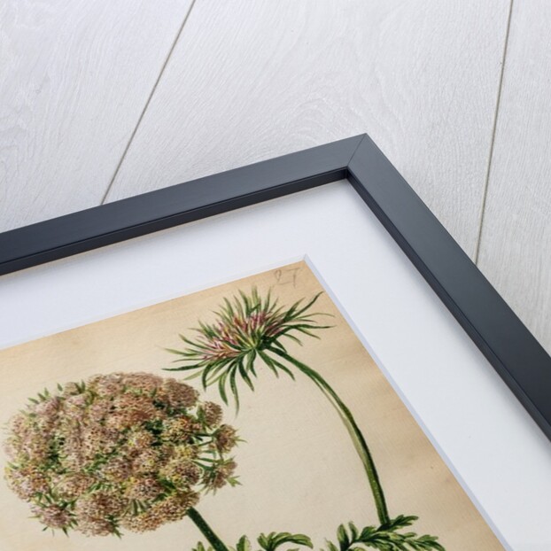'Daucus sylvestris' by Jacob van Huysum