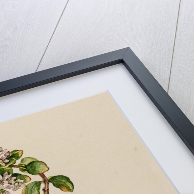 'Crassula Portulacae facie repens' by Jacob van Huysum