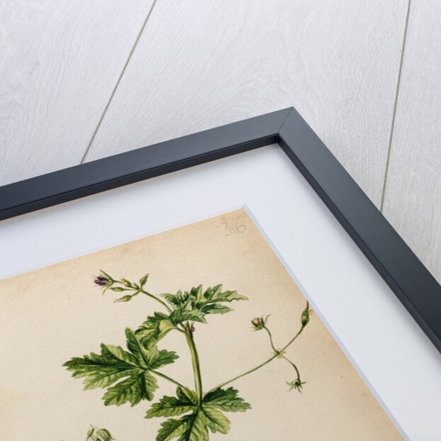Geranium specimen by Jacob van Huysum