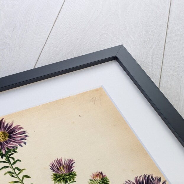 Starwort specimen by Jacob van Huysum